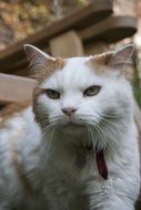 turkish van, white and red cat