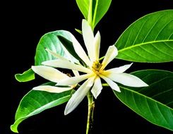 Magnolia - view of flowering plants