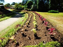 flower bed as a flower road