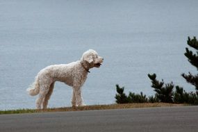 dog animal road