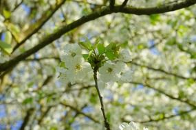 cherry blossom blurred