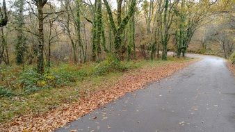 autumn leaves at forest road