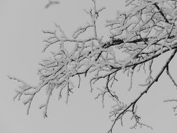 iced tree branches in winter