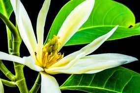 white magnolia bud