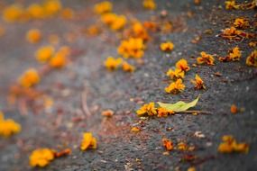 yellow orange autumn leaves