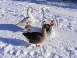 Geese in the snow