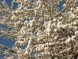 fluffy snow on tree at sky