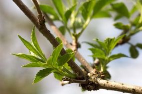 small young leaves on a branch