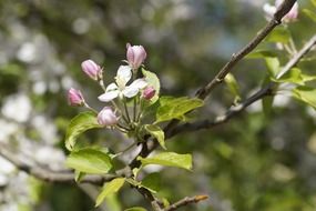closed buds of apple tree
