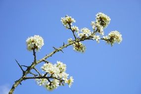 white blackthorn flowers