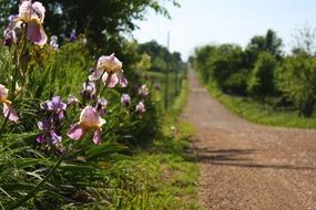 purple irises on the edge of a country road