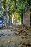 street with dry leaves