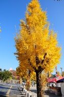 yellow tree