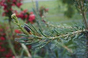 conifer needles and morning dew