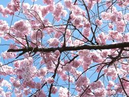 branches in flowers on a tree in spring