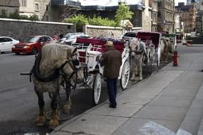 buggy horses