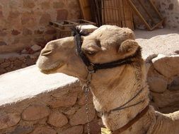 portrait of camel head in bridle at stone wall in egypt