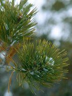 spruce branch in winter close-up on blurred background