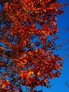 orange leaves on the tree in autumn