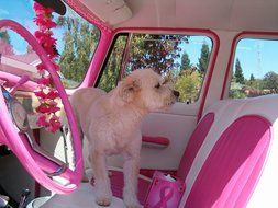 white puppy in a pink car