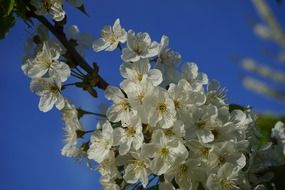 white cherry flowers on a tree branch