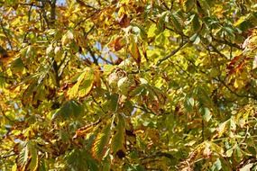 chestnut autumn foliage on a sunny day