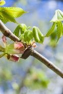 cockchafer on chestnut tree branch on blurred background
