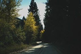 shadows from trees on a rural road
