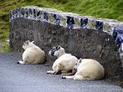 three white sheep lay on road