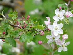 flowers on an apple tree branch