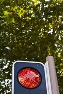 Red traffic light on a green tree background