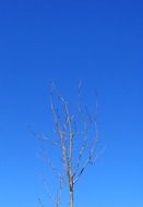 top of a birch against the blue sky