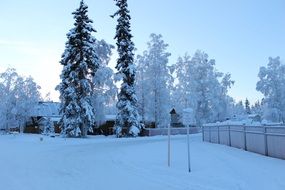 Forest in the snow in winter