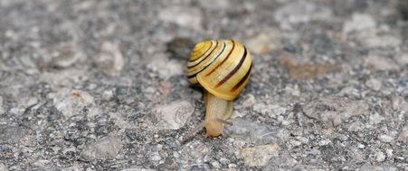 crawling snail on the road close up