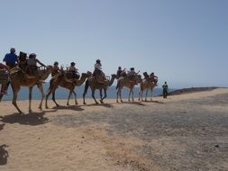 caravan, tourists riding camels in desert