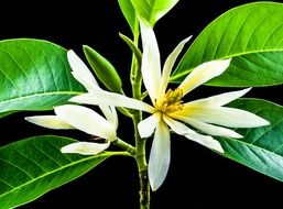 bunga cempaka putih flowers