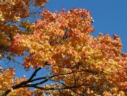 yellow autumn tree