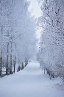 smooth rows of trees in the snow