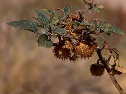brown spiky chestnut on a branch