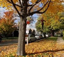 scenery for halloween on a tree in autumn outside