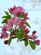 peach tree blossoms