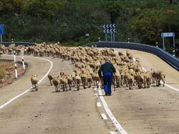 flock of sheep on a highway in spain