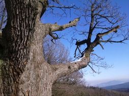 leafy tree