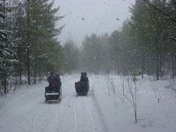 horse carts in a snowstorm