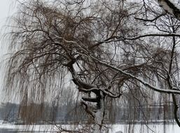 snowy weeping willow