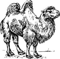 black and white drawing of a camel