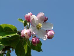 apple flower with five petals