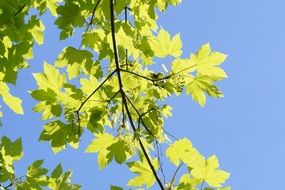 maple tree