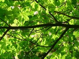 green dense foliage of a tree close up