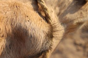 camel with long eye lashes close-up